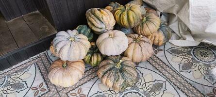 Photo of a real pumpkin just taken from the garden