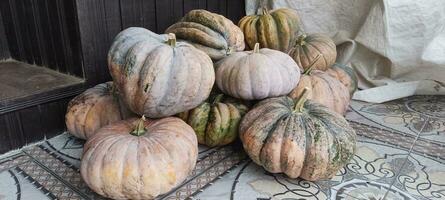 Photo of a real pumpkin just taken from the garden