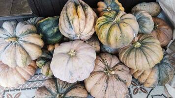 Photo of a real pumpkin just taken from the garden