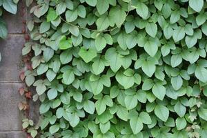 Wood and leaf texture background photo