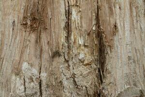 Bark of a big tree in the forest photo