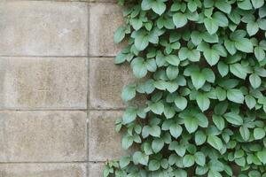 Wood and leaf texture background photo