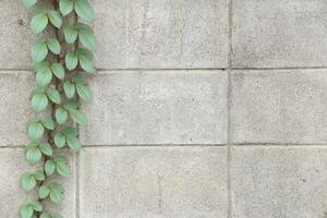 Wood and leaf texture background photo