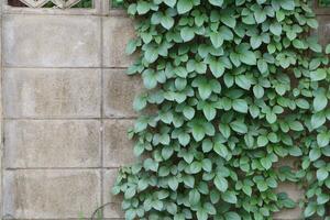 Wood and leaf texture background photo