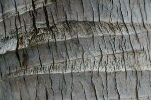 Bark of a big tree in the forest photo