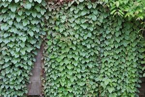 Wood and leaf texture background photo