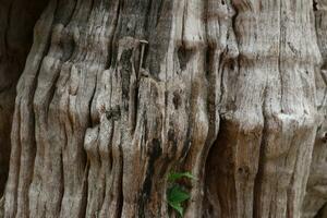 Old weathered wood background texture with swirl pattern photo