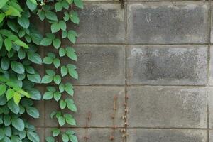 Wood and leaf texture background photo