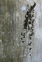 Empty very old brick wall Texture, Leaves lichen algae Moss tree at wall Cracked sesame , at temple historic archaeological site. selective focus photo