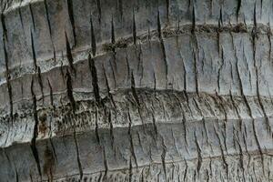 Bark of a big tree in the forest photo