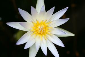 Beautiful White Lotus Flower with Green leaf in in blue pond photo