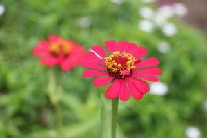 Pink Zinnia flower bud in macro shot. Creative gardening image with selective focus and dark unfocused background. photo