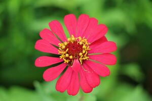 Pink Zinnia flower bud in macro shot. Creative gardening image with selective focus and dark unfocused background. photo