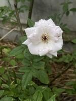 Close-up of white rose in a summer garden. photo