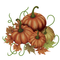 ilustración de calabaza madura png