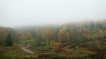 le brouillard est à venir sur forêt video