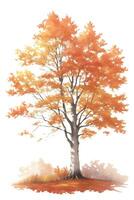 autumn birch on a white background, watercolor graphics photo