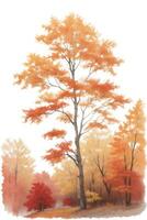 autumn birch on a white background, watercolor graphics photo