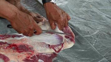 le Boucher coupes brut chèvre Viande avec une couteau. ied Al adha concept video