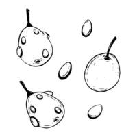 Vector hand drawn sea buckthorn berries with water drops black and white illustration for herbal tea, cooking and cosmetics package design