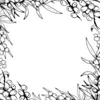 Square sea buckthorn frame vector template with branches and berries. Outline black and white floral illustration with copy space for greeting card or invitation design