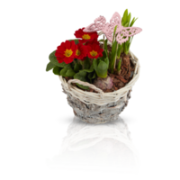 blommor i korg skära ut isolerat transparent bakgrund png