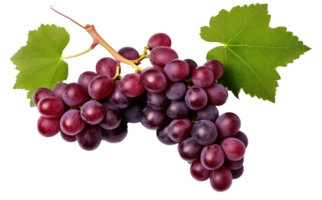 Fresco uvas aislado en transparente fondo, vibrante y jugoso uva grupo, ai generativo png