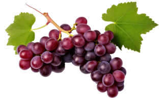 Fresh Grapes Isolated on transparent Background, Vibrant and Juicy Grape Cluster, ai generative png