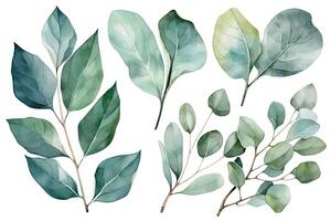 Watercolor Eucalyptus Leaves Set on White Background photo