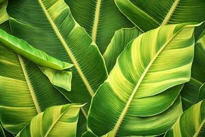 Tropical Foliage Background with Banana Leaves photo