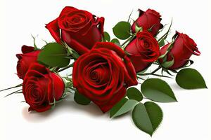 A Dozen Red Roses on a White Background photo