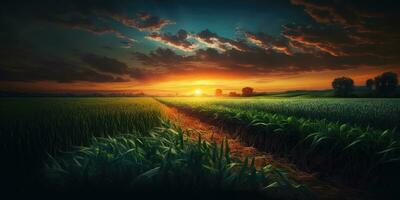 Vibrant Sunset Over a Lush Cornfield in the Countryside photo