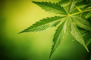 Green Cannabis Leaf on Vibrant Background for CBD and Hemp Products photo