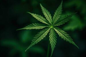 Green Cannabis Leaf on a Vibrant Background photo