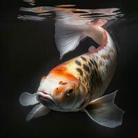 Solitude of a Koi Fish in Black Background photo