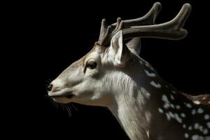 Majestic Fallow Deer in Closeup View on Black Background photo