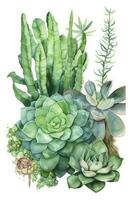 Green Cacti and Succulents Watercolor Composition on White Background photo