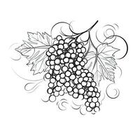 Organic Grape Silhouette on White Background photo