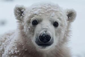 Adorable Baby Polar Bear Playing in Snowy Winter Wonderland photo