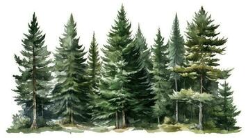 Lush Pine Forest Watercolor Illustration photo