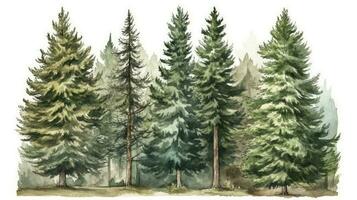 Lush Pine Forest Watercolor Illustration photo