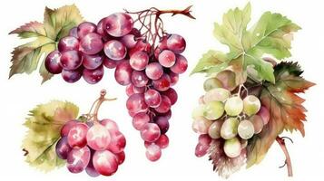 Watercolor Illustration of HandDrawn Grape Leaves and Bunches in White and Pink photo