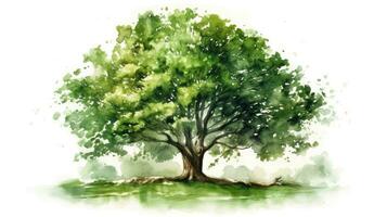 Vibrant Watercolor Illustration of an Isolated Green Tree on White Background photo