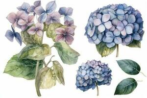 Watercolor Hydrangea Set for Wedding Decorations on White Background photo
