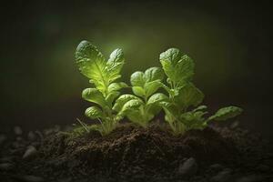 Fresh Lettuce Seedlings on Green Table in Garden photo