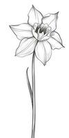 Simple Doodle of a Daffodil Flower on White Background photo