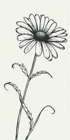 Simple Daisy Flower Doodle on White Background photo