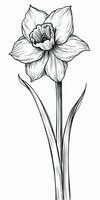 Simple Doodle of a Daffodil Flower on White Background photo