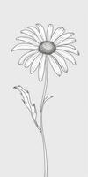 Simple Daisy Flower Doodle on White Background photo