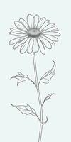 Simple Daisy Flower Doodle on White Background photo